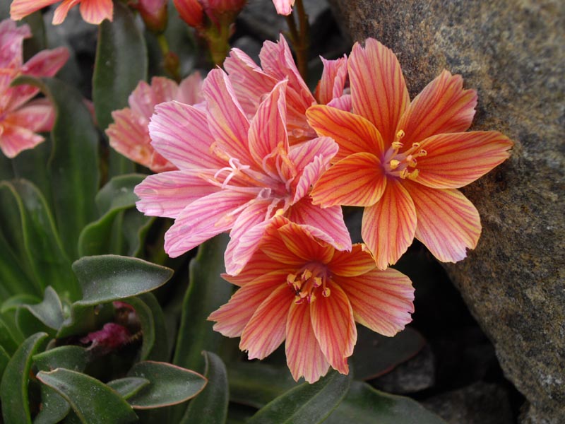 Lewisia longipetala 'Little Plum' photo